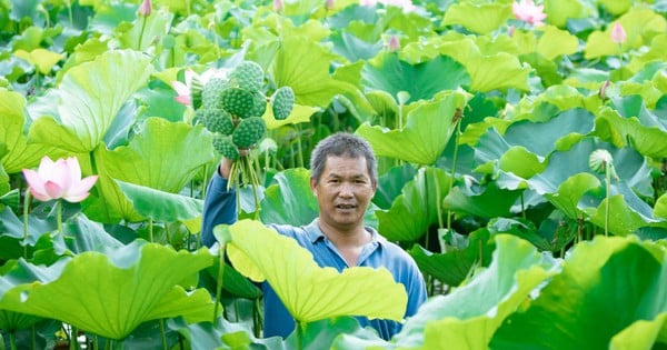 L'élevage de poissons dans un étang de lotus est une très bonne chose. Chaque fois qu'il cueille des fleurs et attrape des poissons, le fermier de Bac Giang les vend tous.