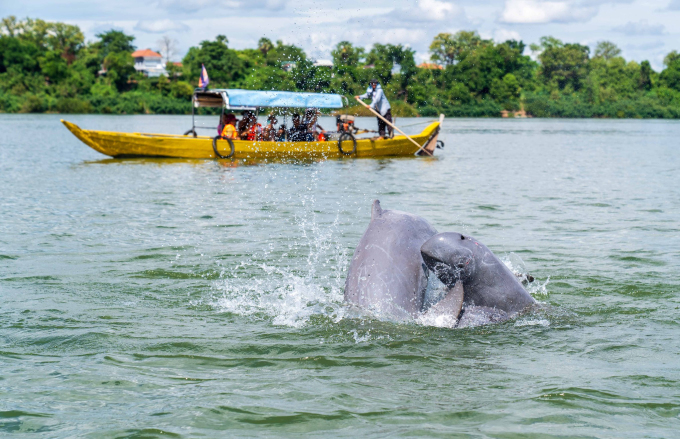 Los turistas reman en un bote para observar delfines en el río Mekong. Foto: JP Klovstad