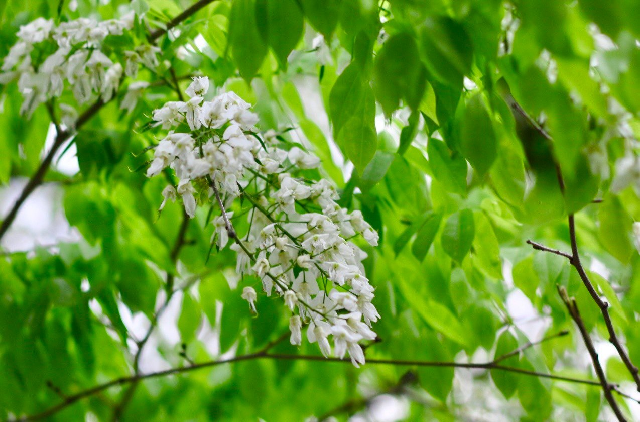 De nombreux coins de rues de Hanoi sont recouverts de neige avec la couleur blanche pure des fleurs de Su photo 11