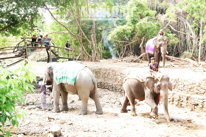 [Photo] ท่องเที่ยวเป็นมิตรกับช้าง ภาพที่ 2