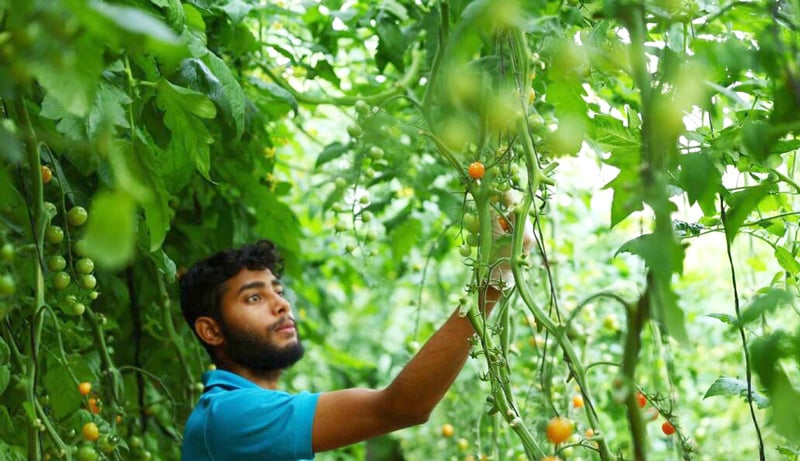 Cosecha de tomates cherry en una granja de cultivo inteligente y sostenible en el desierto de Sharjah (Emiratos Árabes Unidos).