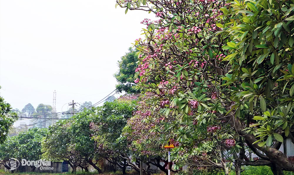 Frangipaniers roses et blancs en pleine floraison sur la route 3, parc industriel de Bien Hoa 1
