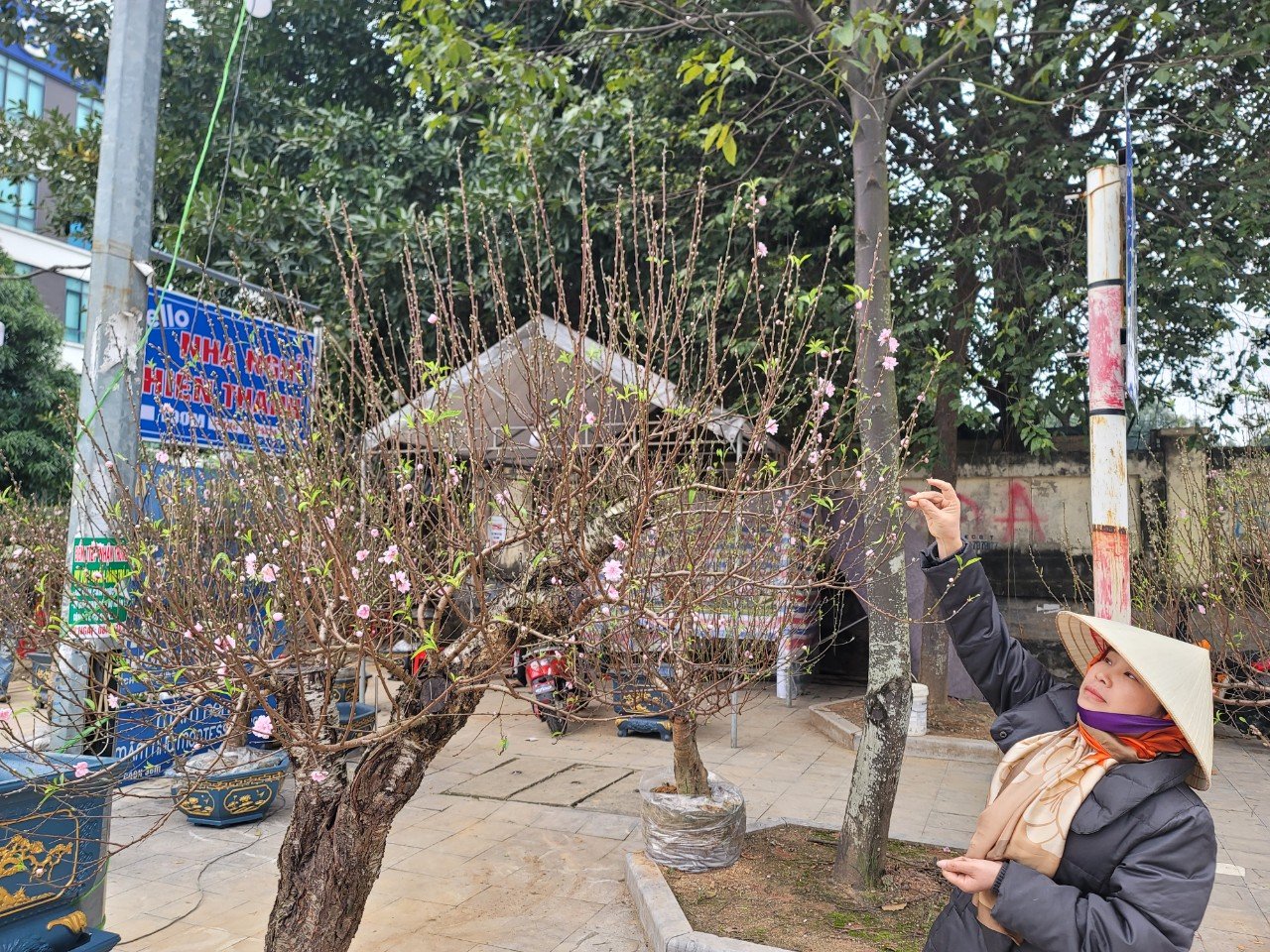 Sự kiện - Đào thế, bưởi bonsai, mai vàng xuống phố phục vụ người dân chơi Tết (Hình 6).