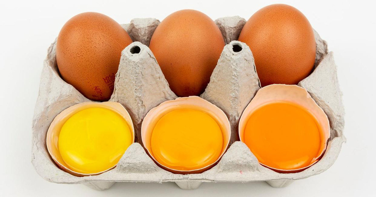 Les jaunes d’œufs plus foncés contiennent-ils plus de nutriments ?