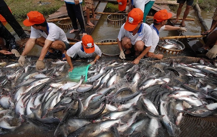 El FSIS emite una evaluación inicial después de la inspección de seguridad alimentaria del pangasius vietnamita