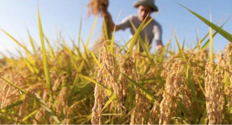 El precio del arroz aumentó 100 VND/kg, el precio del arroz paddy aumentó ligeramente.