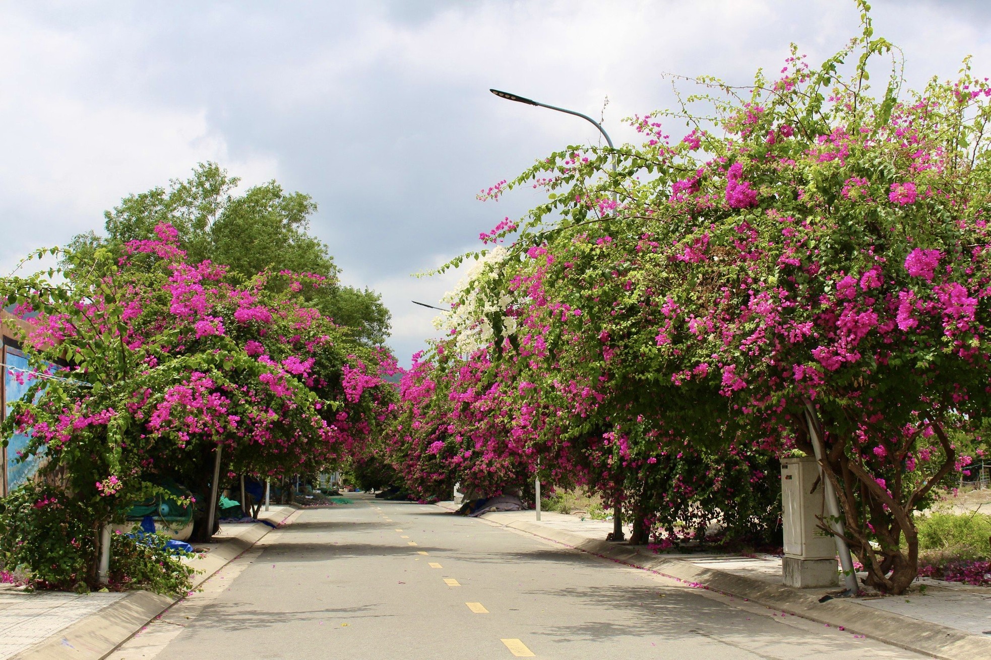 Junge Leute genießen es, in der leuchtenden Bougainvillea-Straße in Nha Trang einzukehren. Foto 2