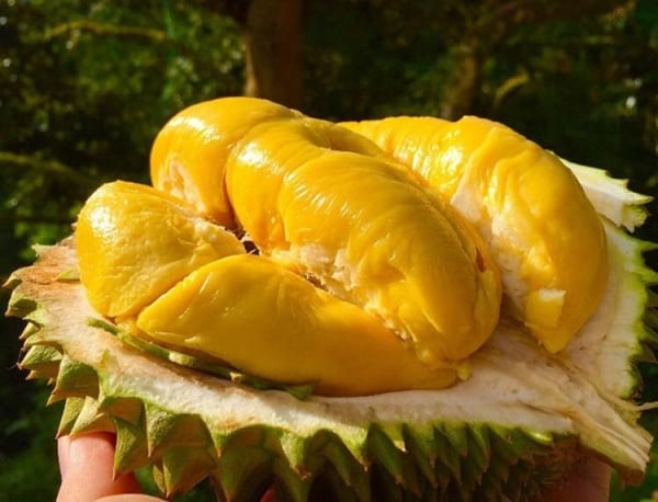 В чем причина резкого падения цен на дуриан Musang King?