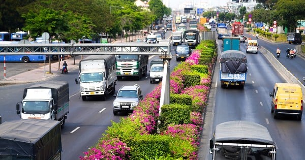 Bougainvillea flowers bloom in the hot weather on Highway 1A