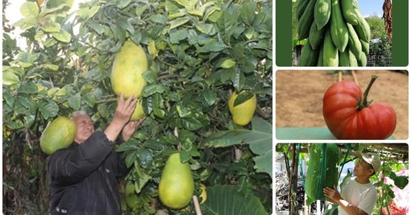 Vietnamese farmers "make a fortune" thanks to giant fruits