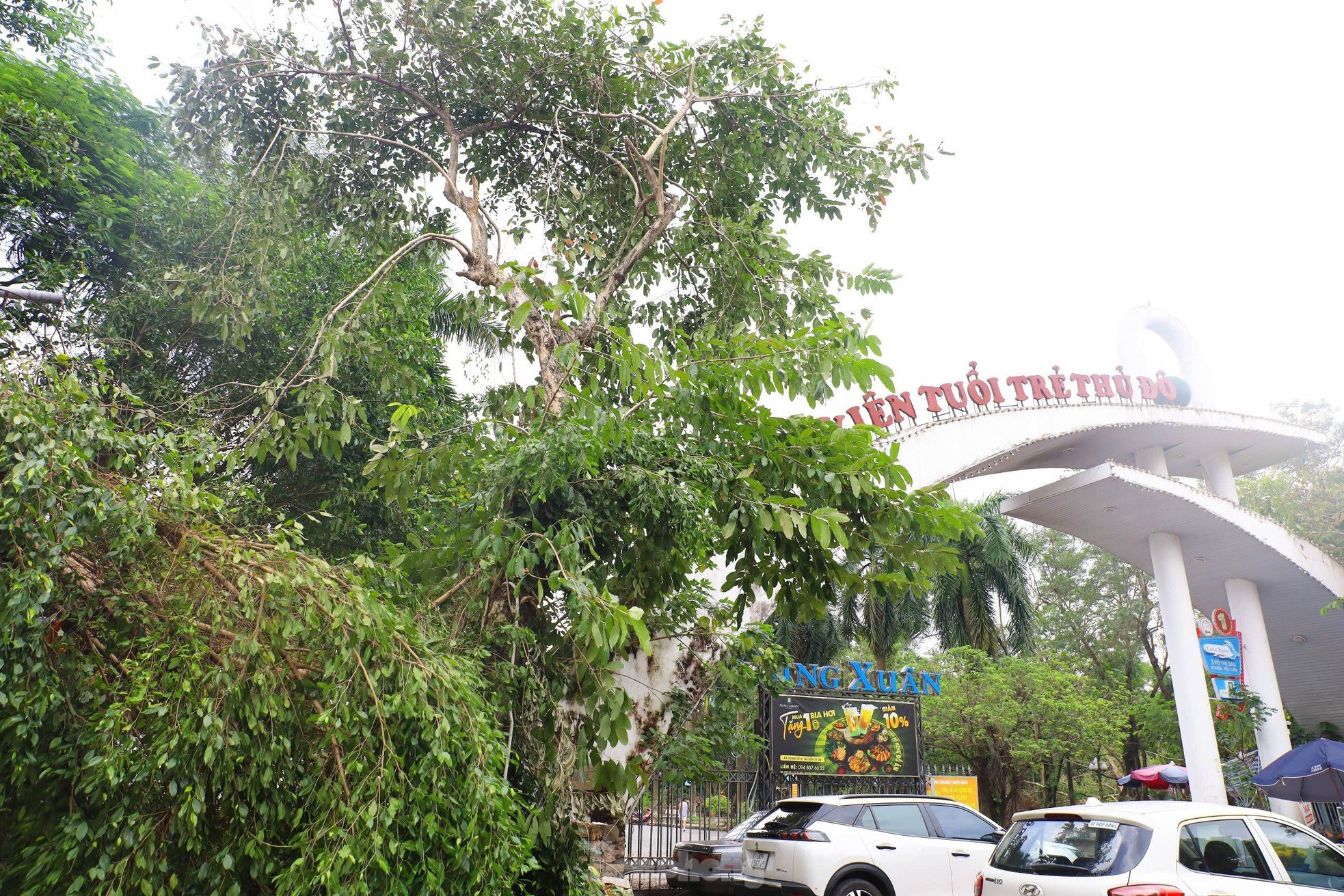 ¿Por qué los parques de Hanoi todavía están llenos de árboles caídos? Foto 1