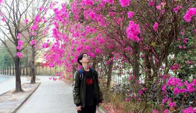 La hermosa carretera de flores de papel como en una película en la ciudad de Ho Chi Minh está causando revuelo en Internet. Foto 8