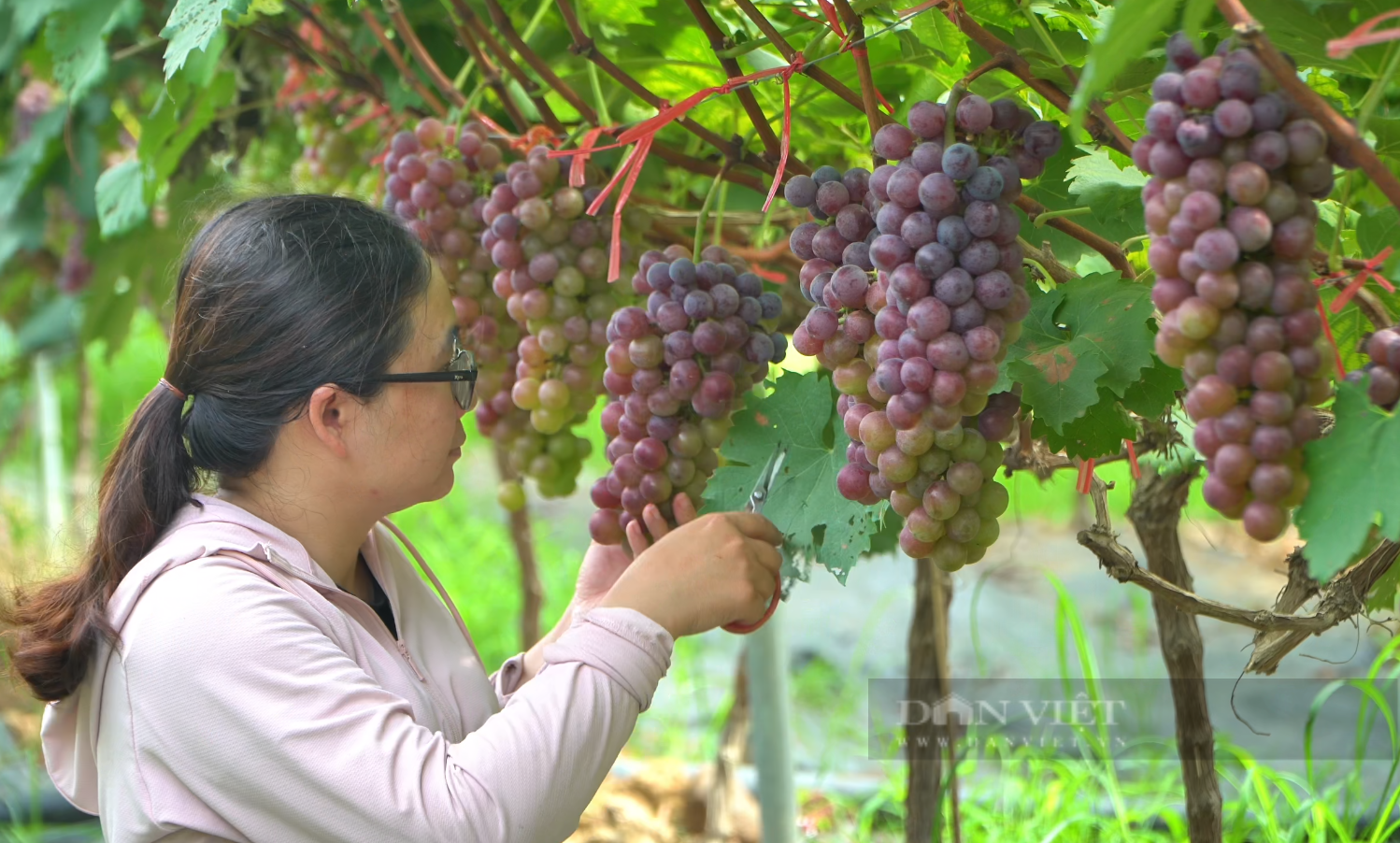 Trồng nho Hạ đen, nông dân huyện Than Uyên của Lai Châu thu nhập cao gấp 3 - 4 lần trồng lúa- Ảnh 3.