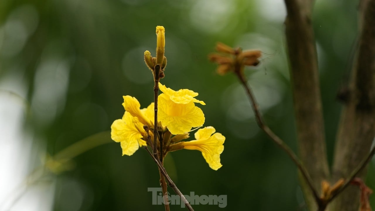 Mãn nhãn với đường hoa phong linh nở vàng đầu mùa trên đường phố Hà Nội ảnh 3