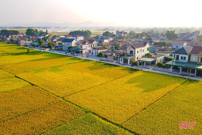 Los agricultores de Ha Tinh se apresuran a cosechar el arroz de primavera