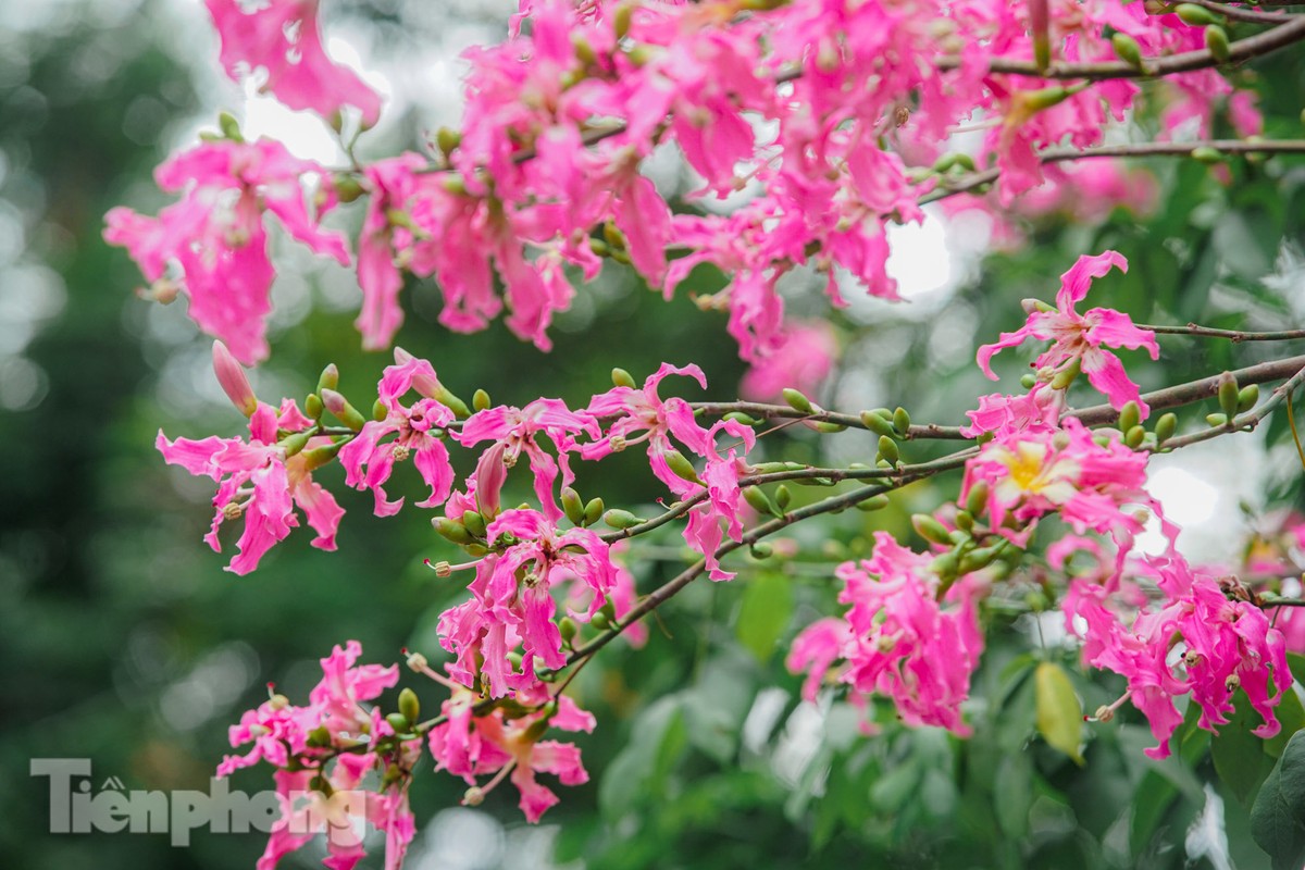 Bewundern Sie die bezaubernde Pracht der wunderschönen Blumen im Herzen von Hanoi Foto 11