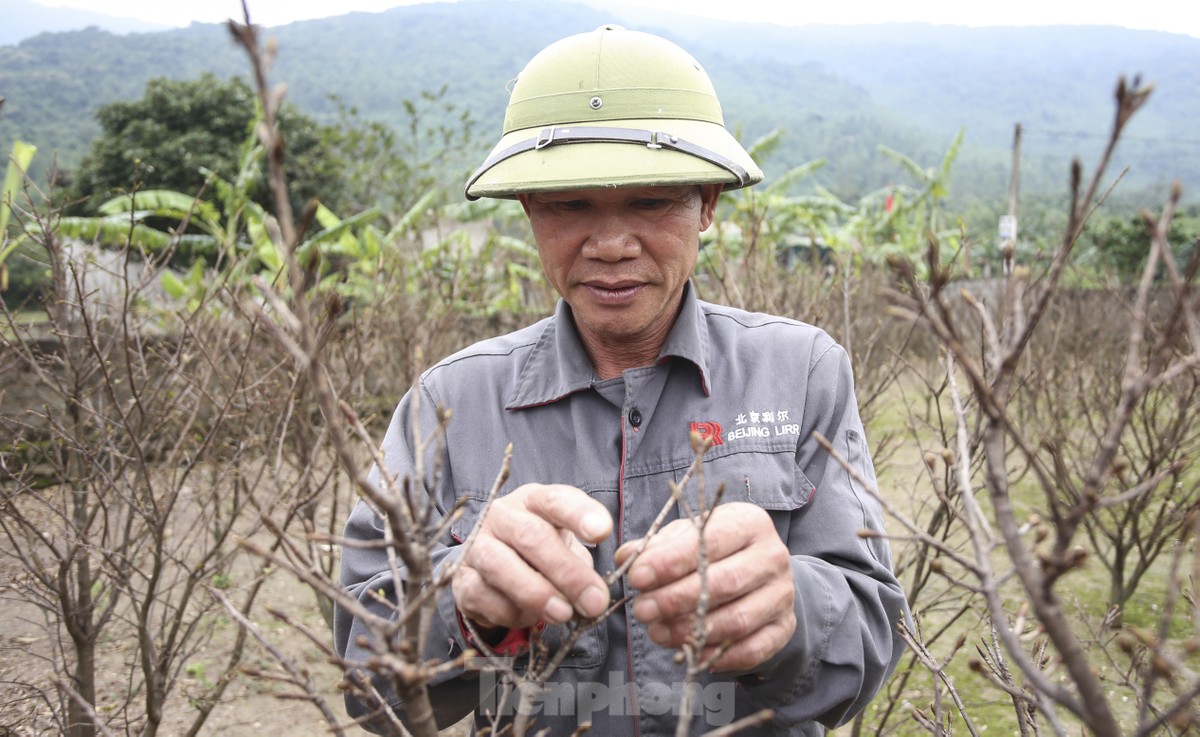 Ha Tinh farmers install 'magic eyes' to protect yellow apricot flowers to welcome Tet photo 3