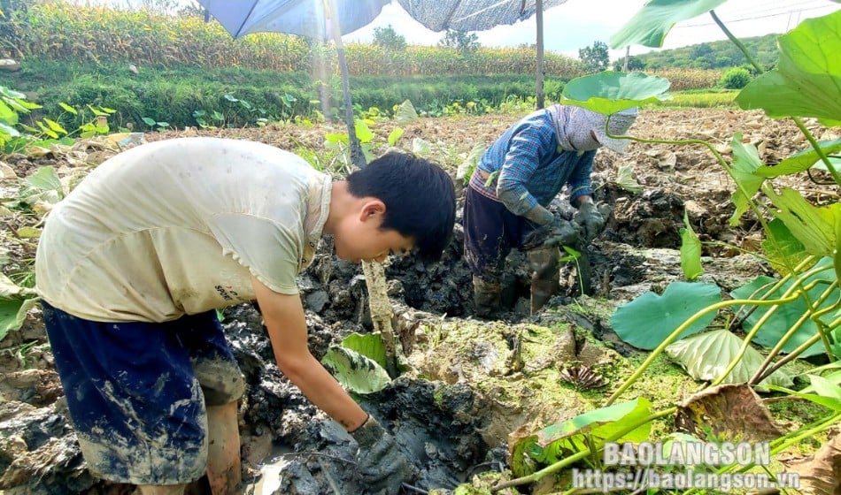 Củ sen là vựa chất chống oxy hóa, ở Hàn Quốc quý như sâm, giúp nông dân Lạng Sơn khá giả- Ảnh 2.