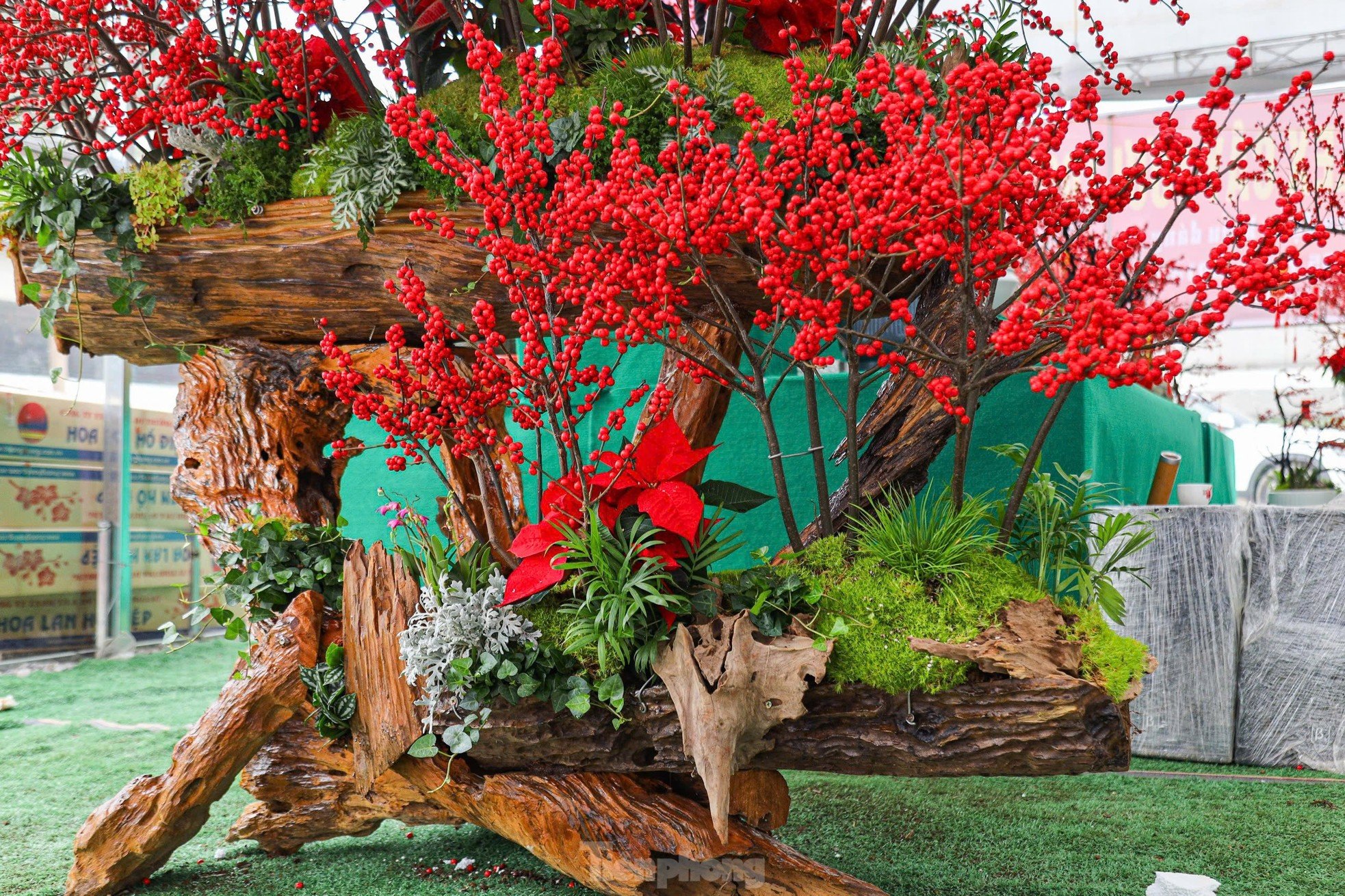 Fresh peach blossoms combined with driftwood worth hundreds of millions of dong still attract customers photo 1