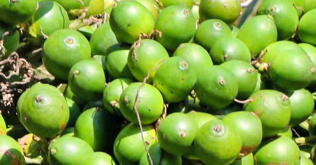 Areca nut price 20,000 VND/kg, Kien Giang farmers excitedly make a fortune