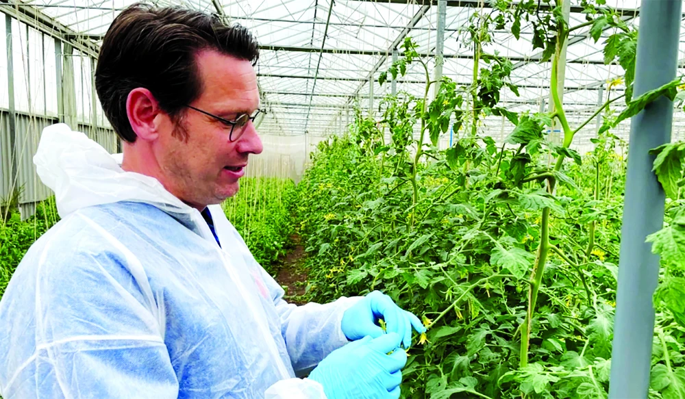 Frans Carree, sélectionneur biologique chez l'entreprise néerlandaise De Bolster, tente de développer une tomate résistante au virus responsable du jaunissement des fruits. Photo: Euronews