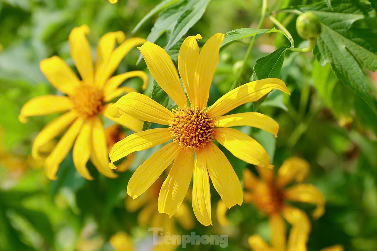 Multitudes se congregan ante los girasoles silvestres en los suburbios de Hanoi, foto 6