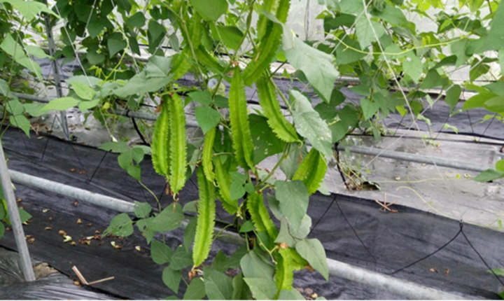 Drachenbohnen werden auch Sternbohnen genannt. (Foto: Commonhealth)