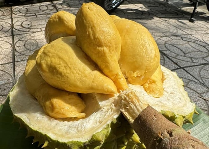 Sầu riêng tại nhà vườn Cần Thơ. Ảnh: Mạnh Khương