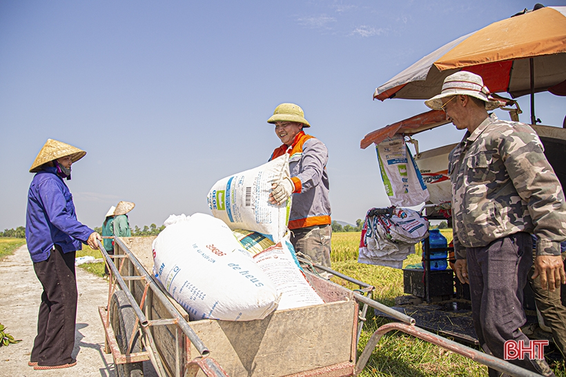 Los agricultores de Ha Tinh se apresuran a cosechar el arroz de primavera