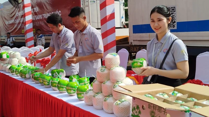 Abfahrt des ersten Zuges, der frische Kokosnüsse aus dem Süden nach China exportiert