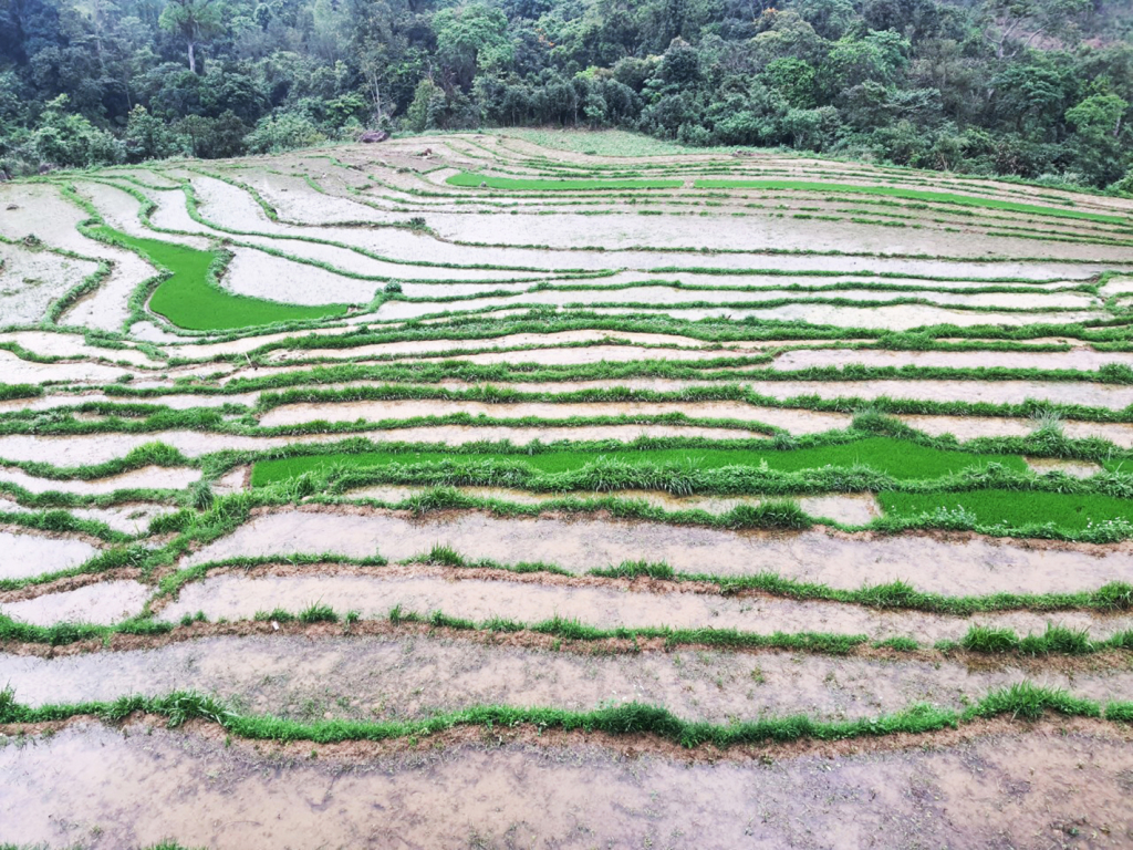 Los campos y jardines de Khe Van son tan hermosos como una pintura.