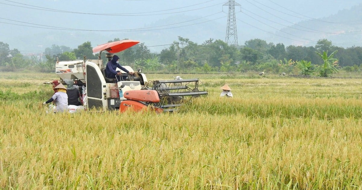 Hanoi converts more than 1,200 hectares of rice land