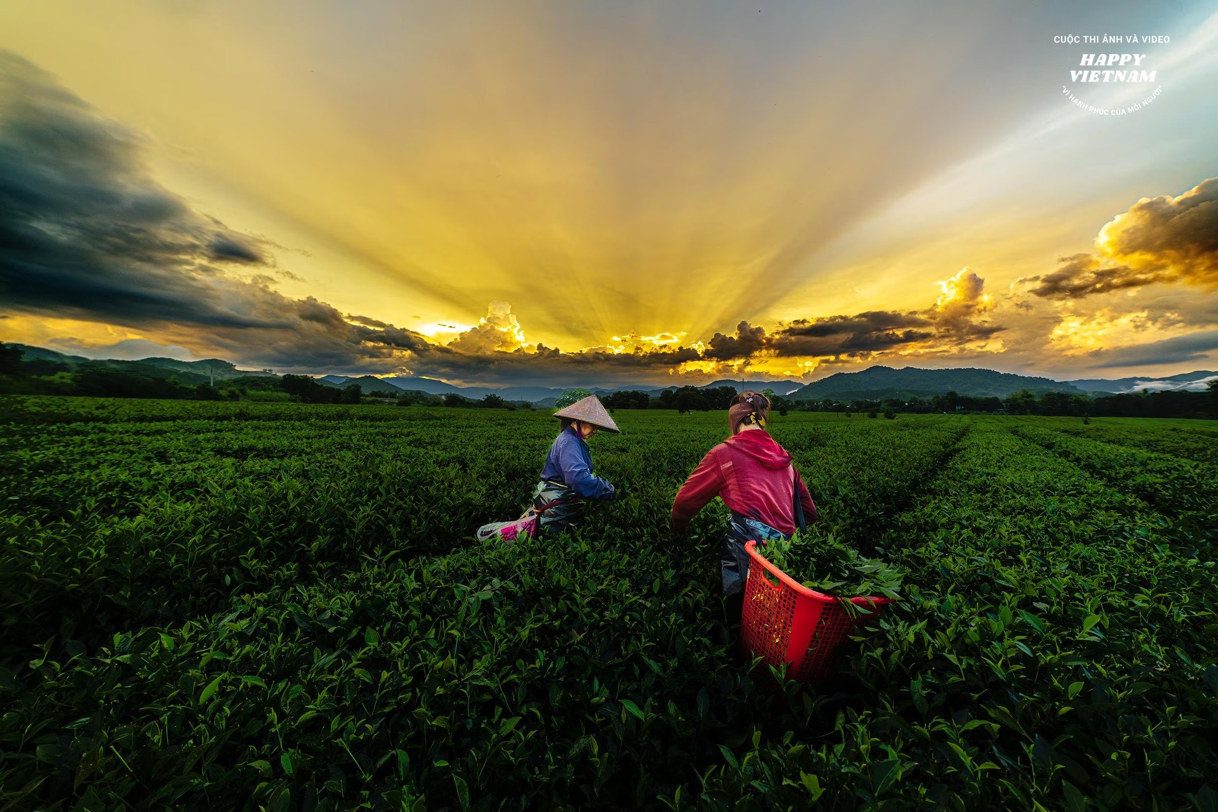 Bát ngàn đồng chè Sơn Kim