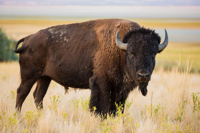 Bò rừng bison châu Mỹ (Bison bison). Ảnh: Oliver/Stock.adobe