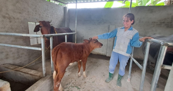 Mountainous commune in Pho Yen city of Thai Nguyen province supports poor households to develop livestock farming and increase income