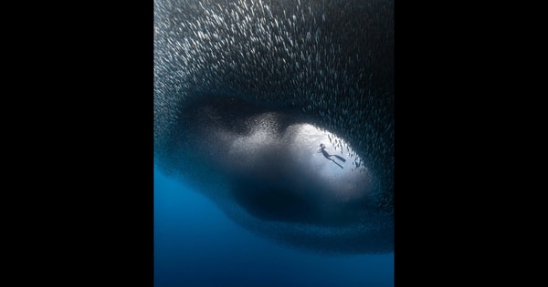 Diving in the ocean vortex