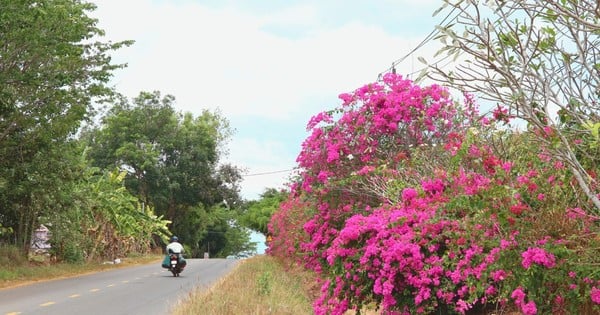 Bí ẩn con đường hoa giấy dài 25km giữa đại ngàn ở Đồng Nai