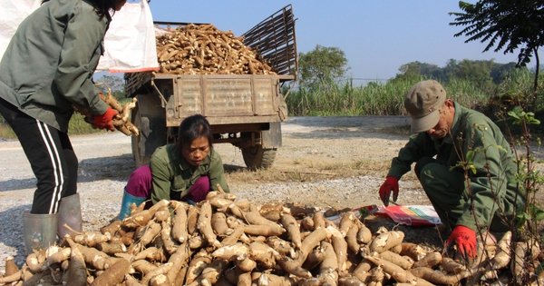 Un type d’amidon vietnamien est confronté à une concurrence féroce avec les produits du Laos et du Cambodge en Chine.