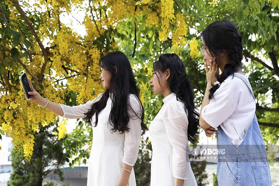 Hằng ngày có rất nhiều bạn trẻ bị thu hút bởi sắc vàng rực rỡ đã đến hai bên bờ sông Nậm Rốm, họ đến để ngắm và ghi lại những hình ảnh đẹp với loài hoa vàng rực rỡ này.