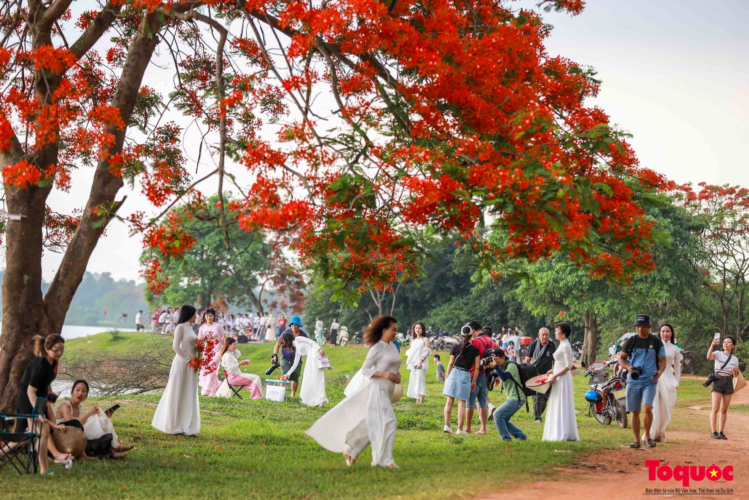 Đi giữa mùa hè ngắm nhìn mùa hoa phượng đỏ rực trời Hà Nội - Ảnh 11.