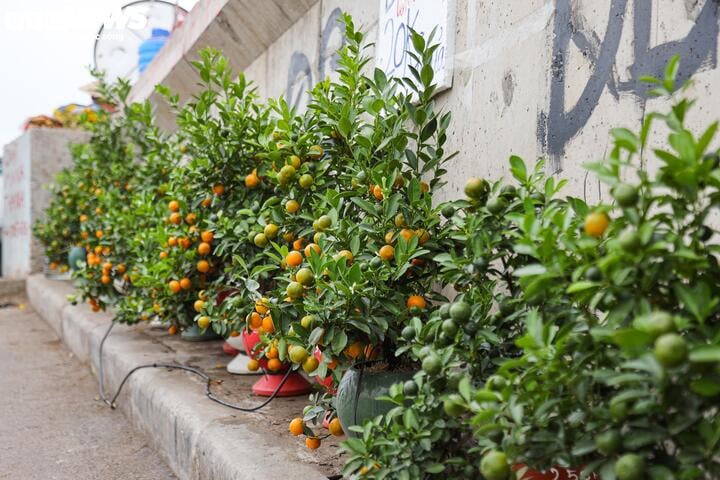 На улицах цветут персики и кумкваты, жители Ханоя с удовольствием празднуют Лунный Новый год в начале декабря