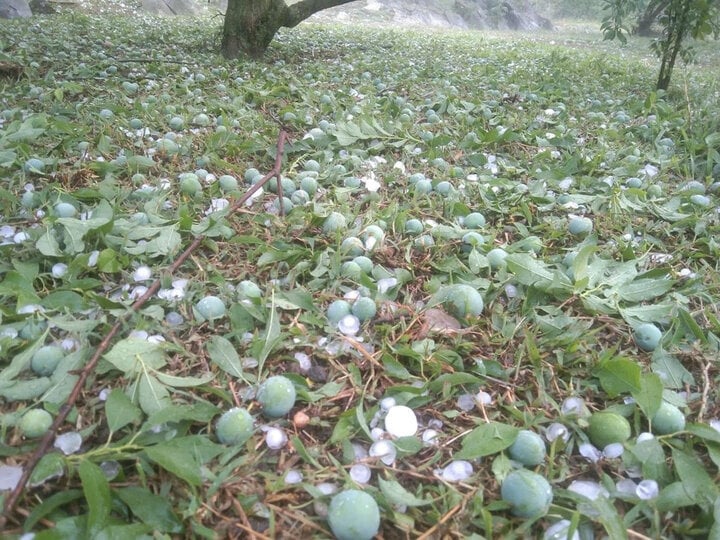 Hagel beschädigte 2.500 Hektar Pflaumenanbau in Moc Chau. (Foto: D.X.)