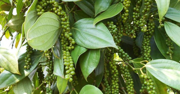 Los agricultores de Dak Nong están entusiasmados, esperando que la planta conocida como "oro negro" regrese a su edad dorada.