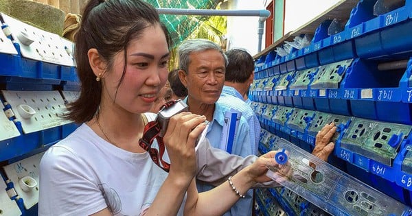 In Ca Mau, the technique of raising 2-shell crabs in plastic boxes placed on land has been successfully applied.