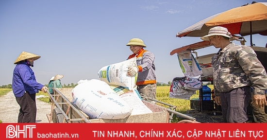 Les agriculteurs de Ha Tinh se précipitent pour récolter le riz de printemps