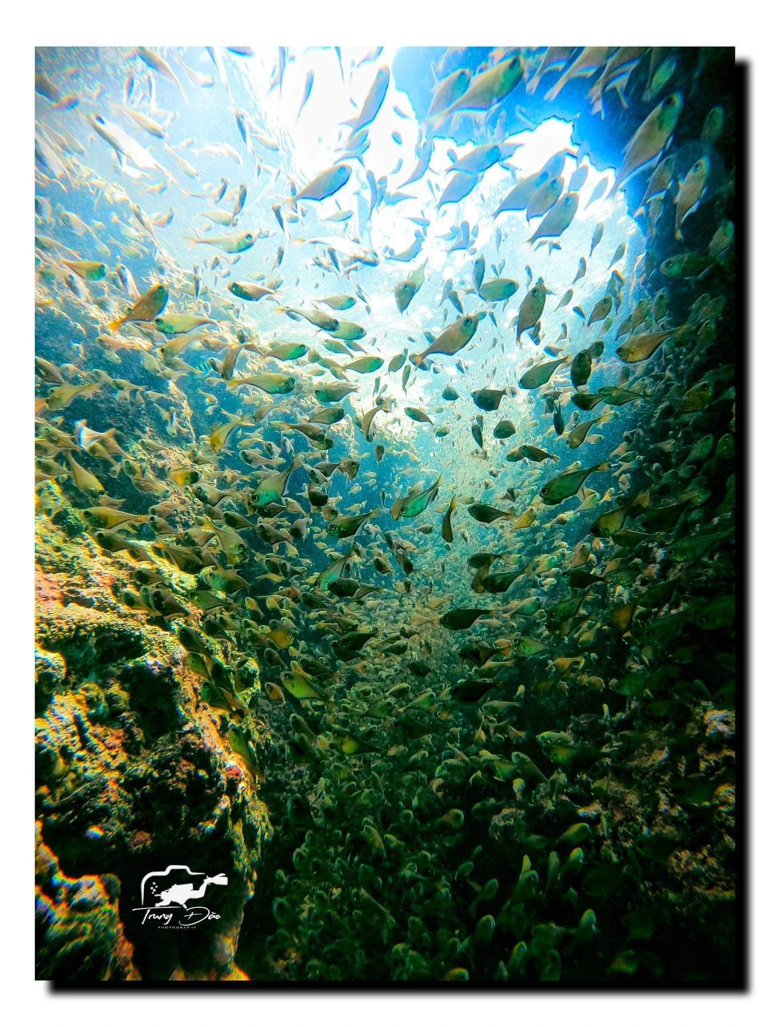 Explora el mágico océano con el turismo de buceo foto 7