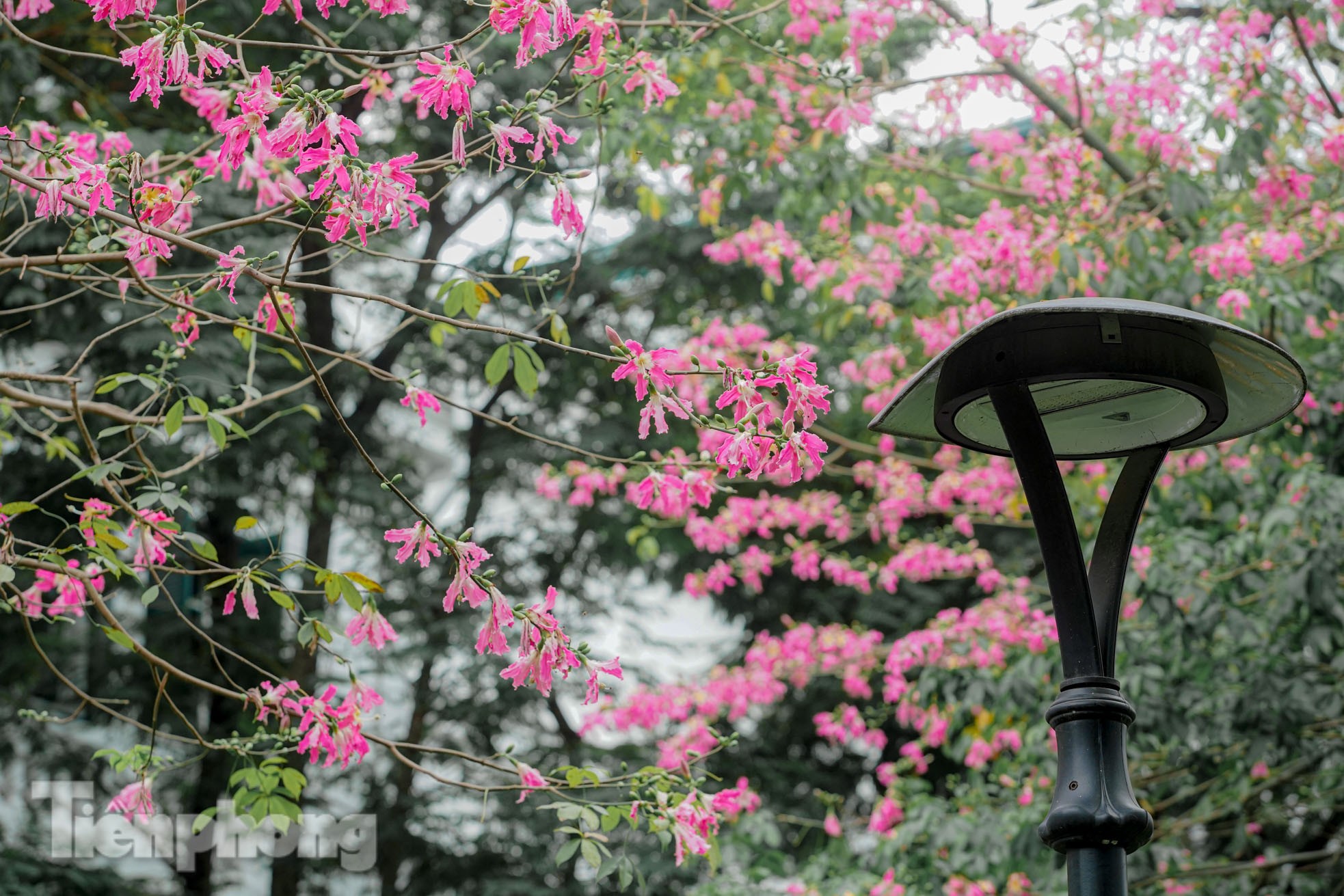 Bewundern Sie die bezaubernde Pracht der wunderschönen Blumen im Herzen von Hanoi Foto 6