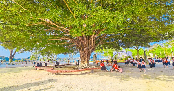 What do you know about the ancient banyan tree in Hue National University Square?