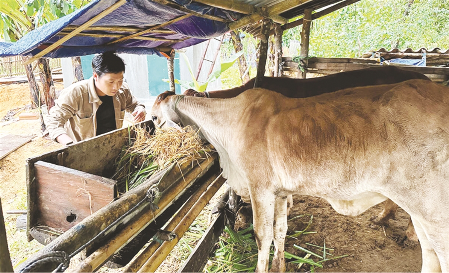 Anh Lê Thanh Ban ở xã Quảng Nhâm, huyện A Lưới chăm sóc 2 con bò được hỗ trợ từ nguồn vốn Chương trình MTQG 1719