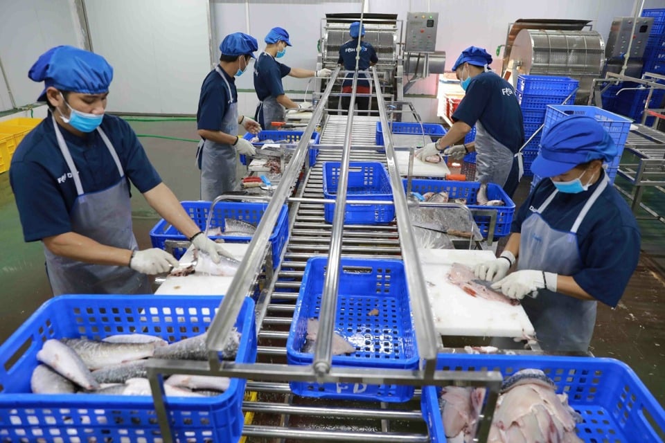 Commercial fish processing line at Dai Ang High-Tech Aquatic Products Cooperative (Thanh Tri district). Photo: Trong Tung